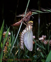 Southern Aeshna Dragonfly hatching