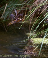 Wide-bodied Chaser Dragonfly egg laying