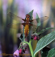 Wide-bodied Chaser Dragonfly female on comfrey