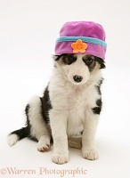 Border Collie puppy with fleecy hat on