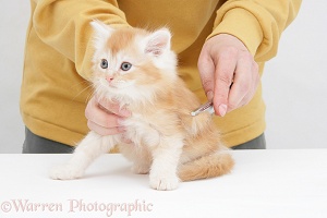 Grooming a ginger Maine Coon kitten
