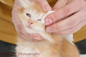 Wiping the eye of a ginger Maine Coon kitten