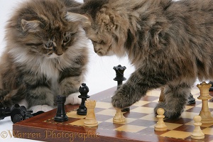 Maine Coon kittens playing chess