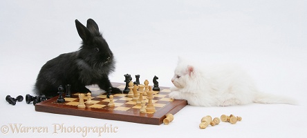 White kitten and black rabbit playing chess
