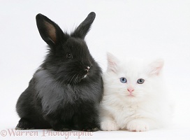 White Maine Coon kitten, 8 weeks old, with black rabbit