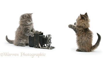Maine Coon kittens playing with a camera