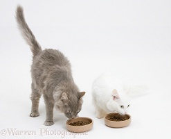 Maine Coon cats eating dry food from bowls