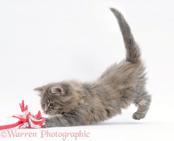 Maine Coon kitten, 8 weeks old, playing with a rope toy