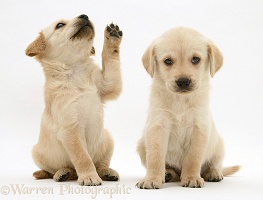 Playful Retriever-cross pups