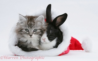 Maine Coon kitten and baby rabbit in a Santa hat