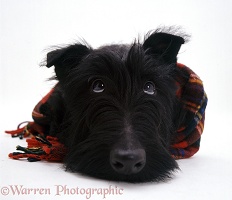 Scottie dog with a tartan scarf on