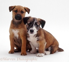 Terrier-cross puppies