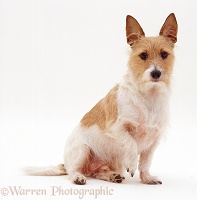 Prick-eared Jack Russell Terrier x Yorkie dog