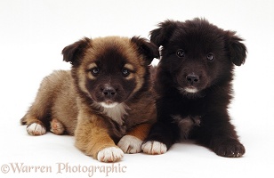 Cute mongrel pups