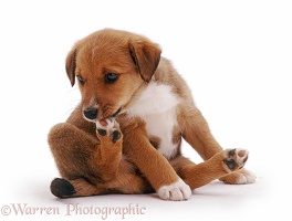 Brown puppy nibbling his foot