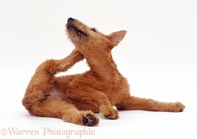 Irish Terrier pup scratching