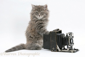 Maine Coon kitten playing with a camera