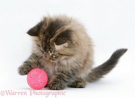 Maine Coon kitten, 8 weeks old, playing with a kitten toy
