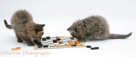 Maine Coon kittens playing draughts