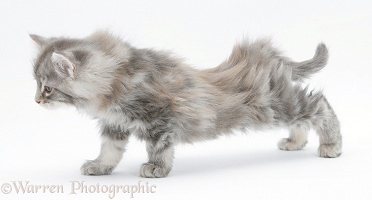 Maine Coon kitten, 8 weeks old, stretching
