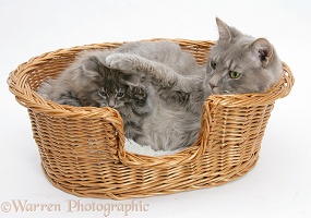 Maine Coon cat and kitten in a basket