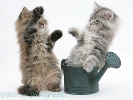 Maine Coon kittens playing with a small watering can