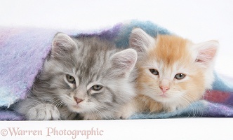 Maine Coon kittens under a blanket