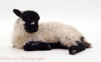 Shropshire x Rough Fell lamb