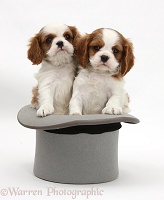 Cavalier King Charles Spaniel pups in a top hat