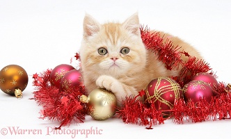 Ginger kitten with red tinsel and Christmas baubles