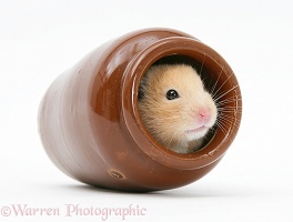 Golden Hamster hiding a china pot