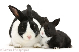 Mother and baby black-and-white Dutch rabbits