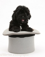 Black Pooshi (Poodle x Shih-Tzu) pup in a top hat