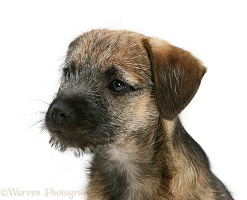 Border Terrier pup in profile
