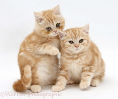 Ginger kittens, one whispering in the ear of the other
