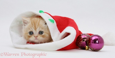 Ginger kitten inside a Santa hat