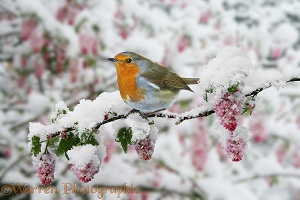 Robin on snowy flowering currant