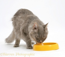 Maine Coon cat drinking water from a yellow plastic bowl