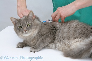 Vet administering a vaccination to a Maine Coon cat