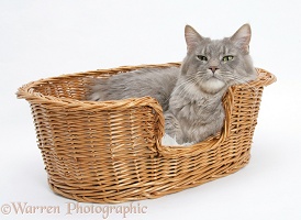Maine Coon cat in a basket