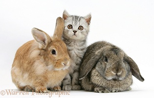Silver tabby kitten and a rabbits