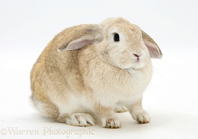 Sandy Lop rabbit