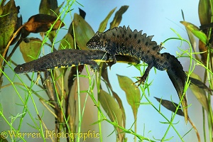 Crested newt