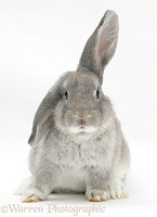 Grey windmill-eared rabbit