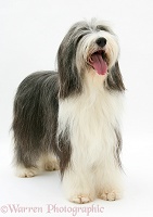 Bearded Collie standing