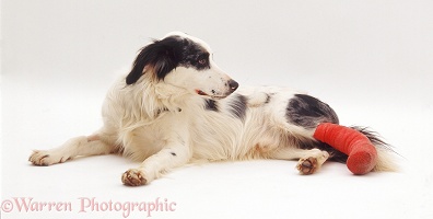 Dog with bandaged leg
