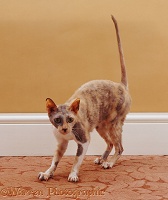 Rex cat scratching the carpet