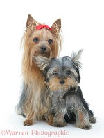 Yorkshire Terrier in show coat with pup