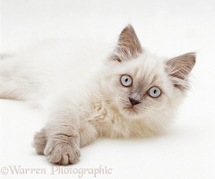 Lilac colourpoint Persian-cross kitten