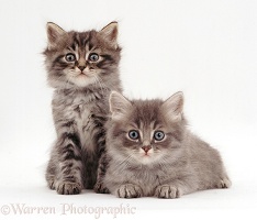 Two fluffy tabby kittens